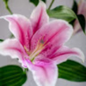 Meet your Posher, Lisa